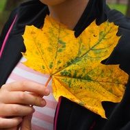 maple sheet hand