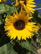 pollination sunflower among large green leaves