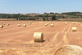 hay bales on the agricultural field