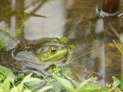 frog in the pond water