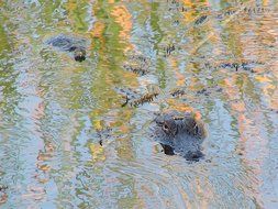 crocodile wilderness dangerous river