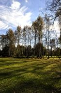 trees with a high trunk on a green meadow