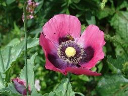 violet with pink petals