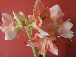 light pink lilies in a vase