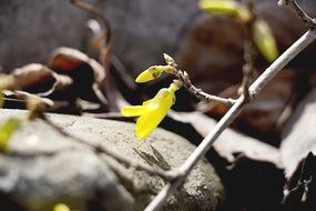 forsythia, buds and half open flower close-up on blurred background