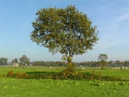 tree pasture