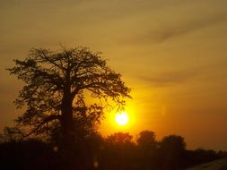 bright setting sun over a big tree in africa