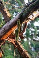 dead tree trunks