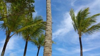 tall palms on wind at sky, brazil