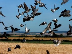 pigeon on the field