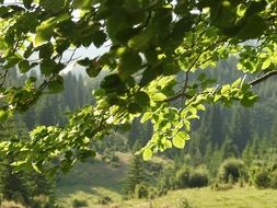 thin branches of a tree with green leaves