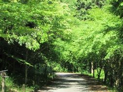 trail among the green park