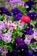purple, pink and red flowers on the flower bed