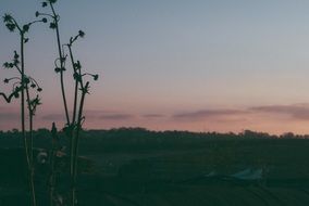 plant in nature at dusk