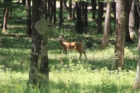 young deer beyond the trees