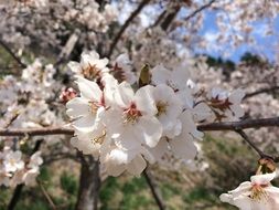 japanese cherry in the garden