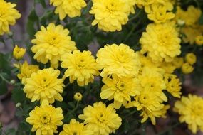 yellow chrysanthemums in the garden