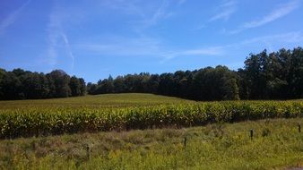 panorama of grain field in summer