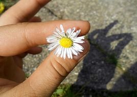 daisy in hand in the bright sun close up