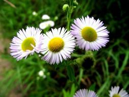 small wild chamomile flowers on a meadow
