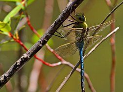madly beautiful dragonfly on a branch on a blurred background