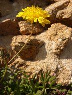 yellow dandelion on the background of rocks