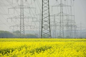 yellow rape field under the power lines