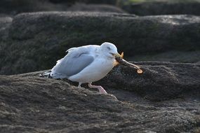 seagull feeding fish on rock