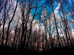 dark trees in the forest on a background of feather clouds