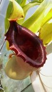 nepenthes, pitcher plant close up
