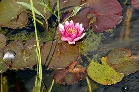 water lily on the pond