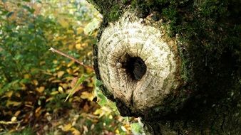 snail on a tree stump