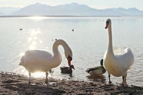 swans and other birds on a lake in the sunlight