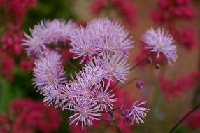 light purple wild flowers on the background of other flowers