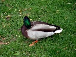 duck with a bright green head on the grass