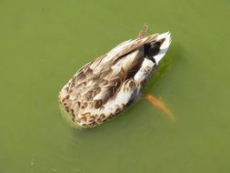 diving duck in pond