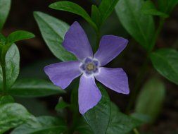 periwinkle among the dark green leaves