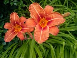 closeup photo of orange lily flower plant