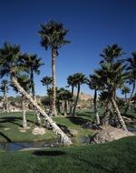 golf course beneath palm trees