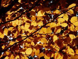 closeup photo of glare of sunlight through autumn leaves of the tree