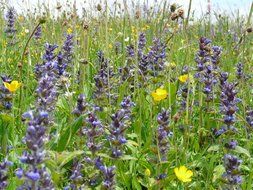 blooming of the wild sage among the field
