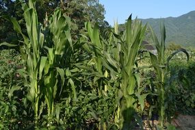 cornfield among picturesque nature on a sunny day