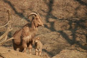 perfect capricorn nature animals