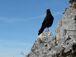 extraordinarily beautiful jackdaw bird