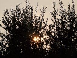 bright sun through olive tree