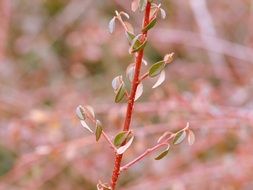 sprig with leaves pink background close-up on blurred background