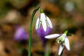 bell flower white
