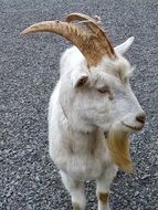 white goat closeup