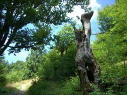 mythical dead tree in the forest