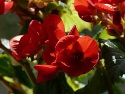 Begonia with red flowers